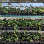 Jahoda (Fragaria x ananassa) ´MARA DE BOIS´ - stálorodiaca, previslá - multipaletka  / plato (10 ks)